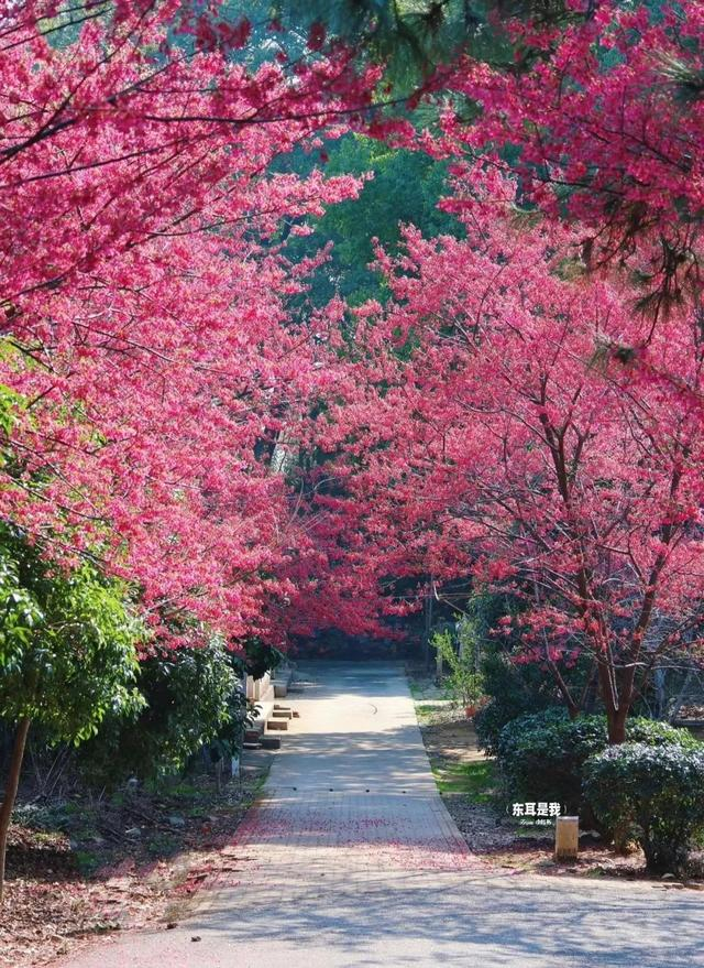 抢先看!江西的早樱开了|小红书|早樱|樱花|林科院|罗哲_新浪新闻