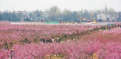 每年春季，河南省新野津湾村的桃花节吸引众多游客。受访者供图