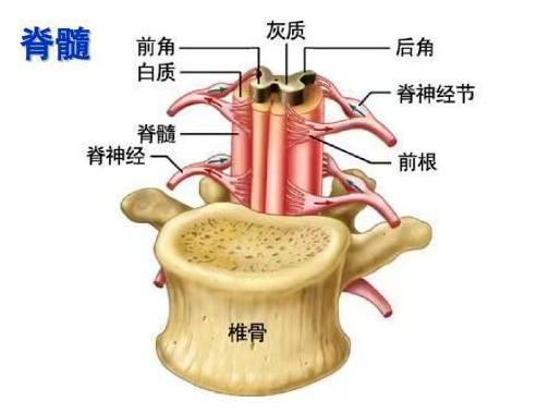 上端在枕骨大孔处通过脑干与大脑相连