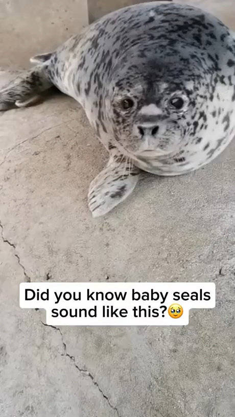 小海豹叫声如狗
