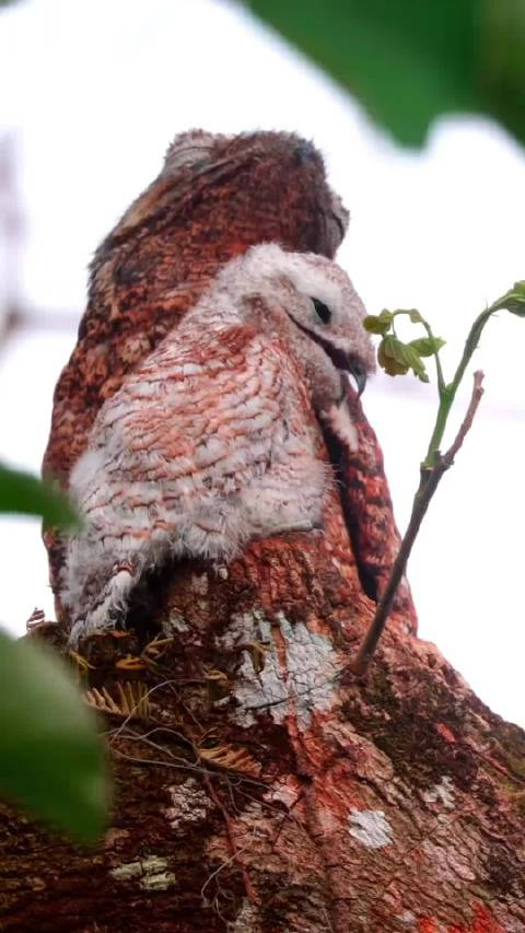 林鸱妈妈宝宝你暴露了