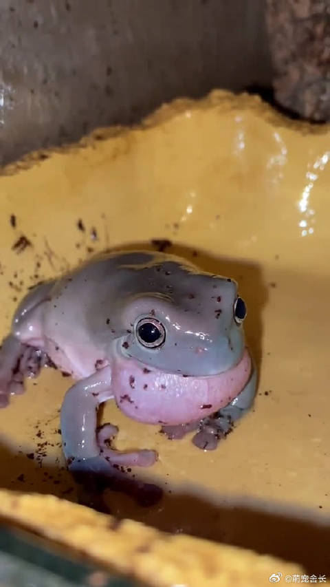 原来青蛙这么叫