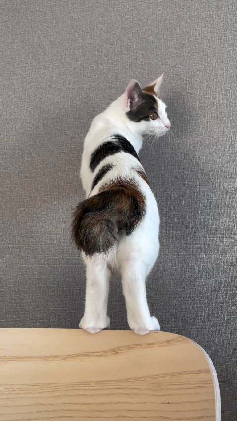 腿长180的麒麟尾小猫咪__财经头条