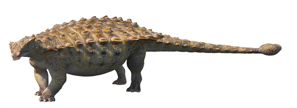 其典型代表甲龙属(ankylosaurus)因在影视荧幕中常常