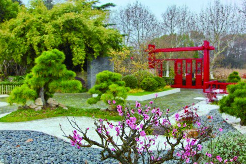 春花带来春天的气息|春花|梅园|河津_新浪新闻