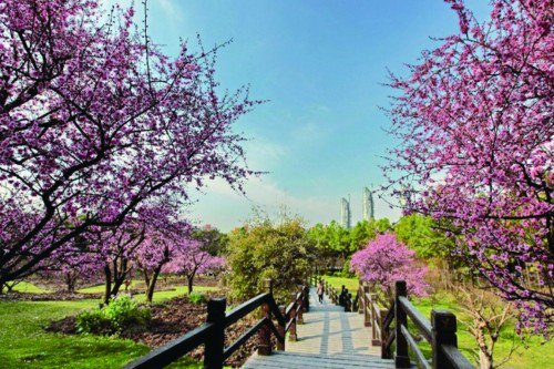 春花带来春天的气息|春花|梅园|河津_新浪新闻