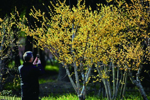 春花带来春天的气息|春花|梅园|河津_新浪新闻