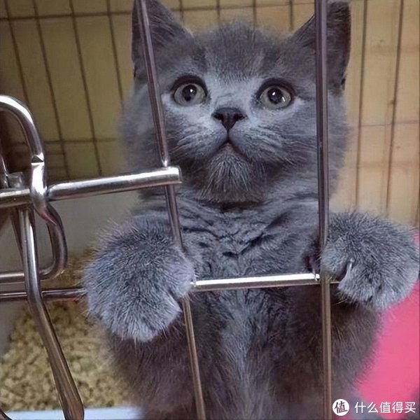 网友:养了就不想换猫|英国短毛猫|猫|铲屎官_新浪新闻