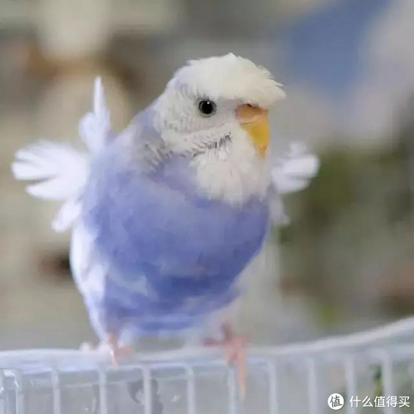 新的一年让我看看是谁还没有养"小鸡"!--鹦鹉饲养攻略分享