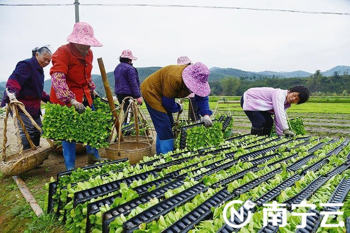 丽萍 通讯员侯呈志 张文凯)近日,在兴宁区五塘镇王竹村的不少田间地头