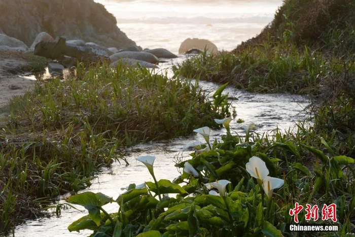 图为美国北加州蒙特雷县一处海岸马蹄莲盛开，吸引游客和附近居民前来欣赏。刘关关 摄