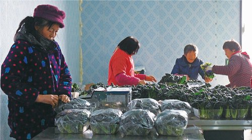 　　冷库里，村民正在进行泡泡青分拣、包装工作。　受访者供图