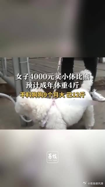 女子4000元买小体比熊预计成年体重4斤不料狗狗9个月大已12斤