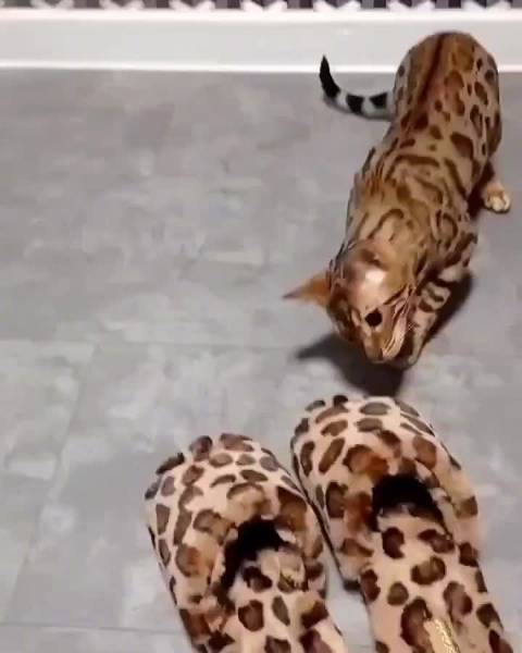 猫看到跟自己眼神一样的拖鞋后(bengalcatofday)