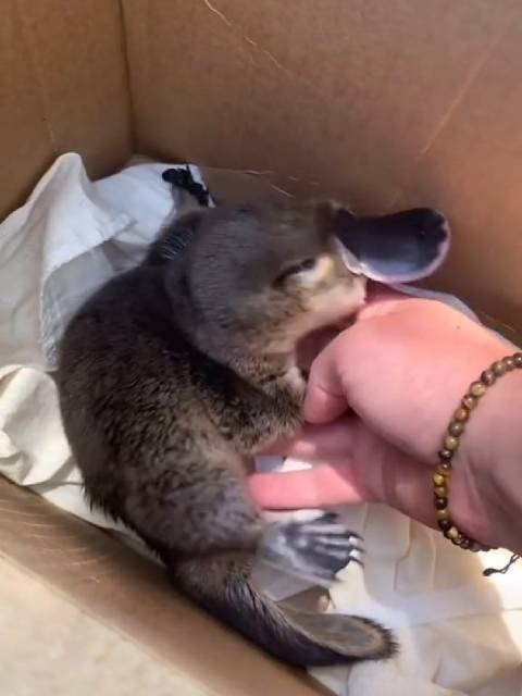 鸭嘴兽虽然有巨毒但是宝宝看起来好好rua790766