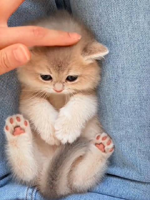 小奶猫来袭小奶猫都喜欢粉色麻袋