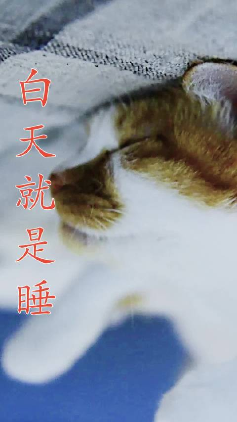 睡不醒谁不想一天24小时有235个小时都在睡觉