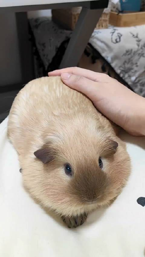 一天不听豚鼠发电报就难受