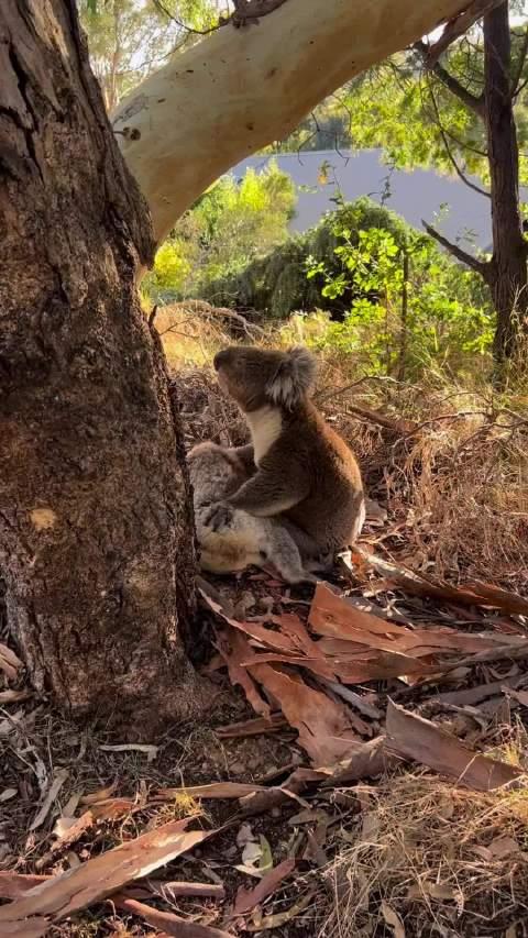 koala rescue inc的救援人员拍摄到在树下死去的雌性考拉