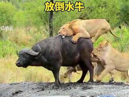 水牛喝口水就把命给丢了