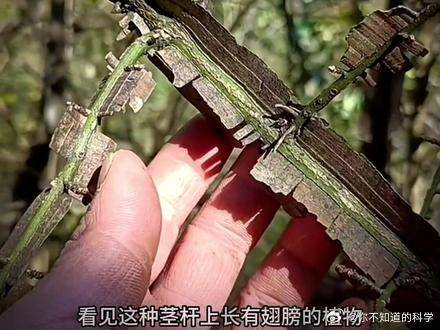 鬼箭羽又称卫矛鬼见愁等