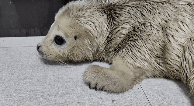 被救助的小斑海豹正在熟悉周围环境健壮的小斑海豹正在畅游多年来海科