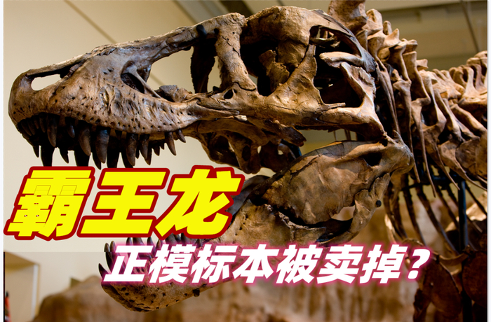 霸王龙|标本|化石_新浪新闻