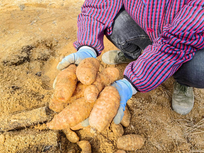 一个鄂西山乡何以实现天麻"卖全国"?__财经头条