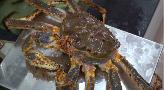 "蟹"逅珲春 海洋经济让边境小城充满活力|珲春|帝王蟹|海鲜_新浪新闻