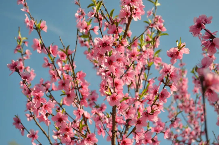 诗词丨三月桃花开春天按时来