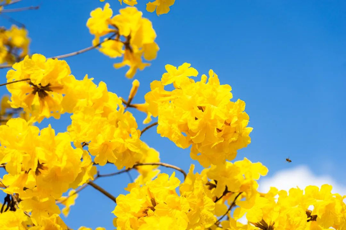 广州这6个黄花风铃木观赏点,几乎全免费!