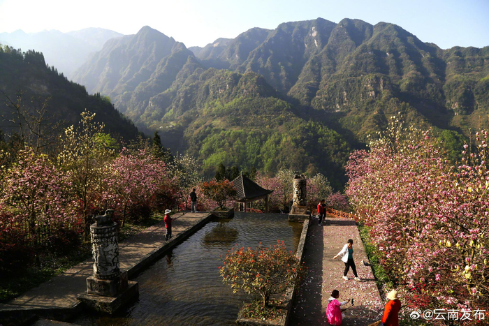 云南大关:玉兰花开春自来