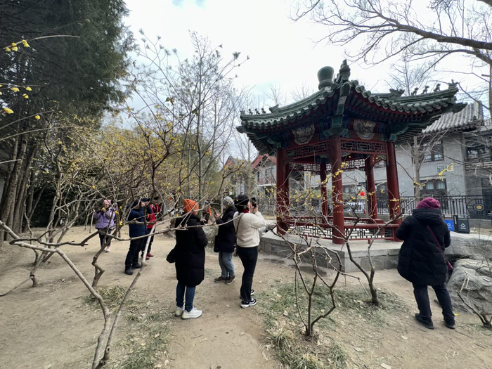 月坛公园爽心亭附近的蜡梅在位于西四环附近的丰台花园,园子虽然不大