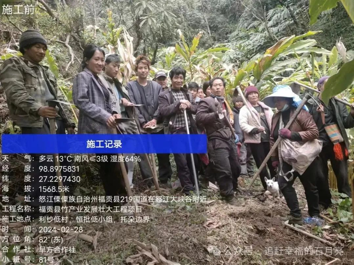绿美福贡石月亮乡种植甜龙竹托起群众增收梦