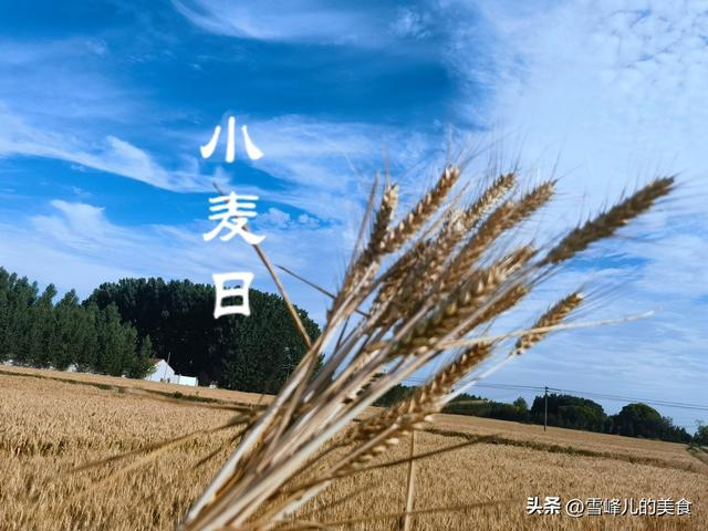 小麦|面团|面粉_新浪新闻