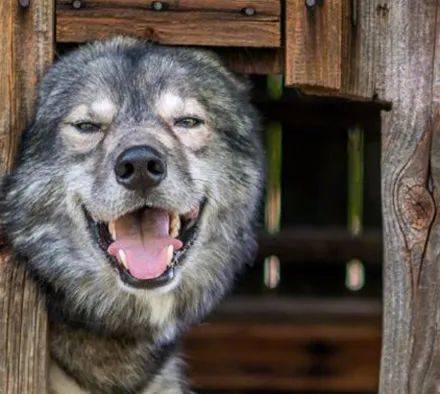 还是很沙雕的,哈哈哈.