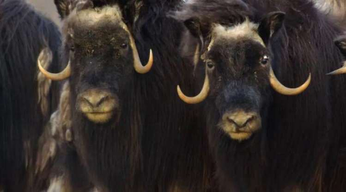 麝牛因全球气候变暖而患病.