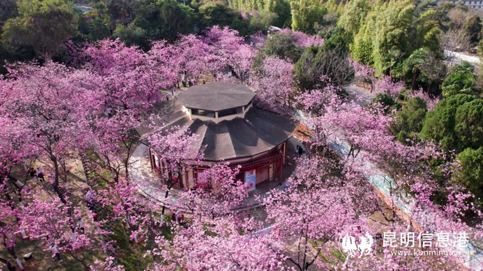昆明市第二十四届樱花节3月2日启幕 千株待放樱花待客来|圆通山|樱花