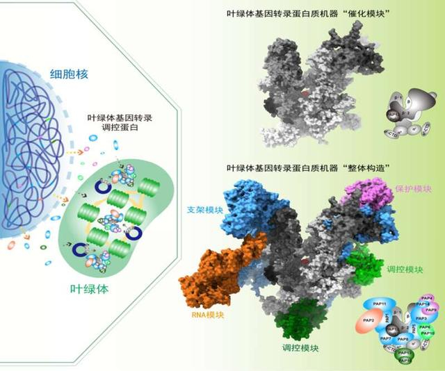叶绿体基因转录蛋白质机器构造。受访团队供图