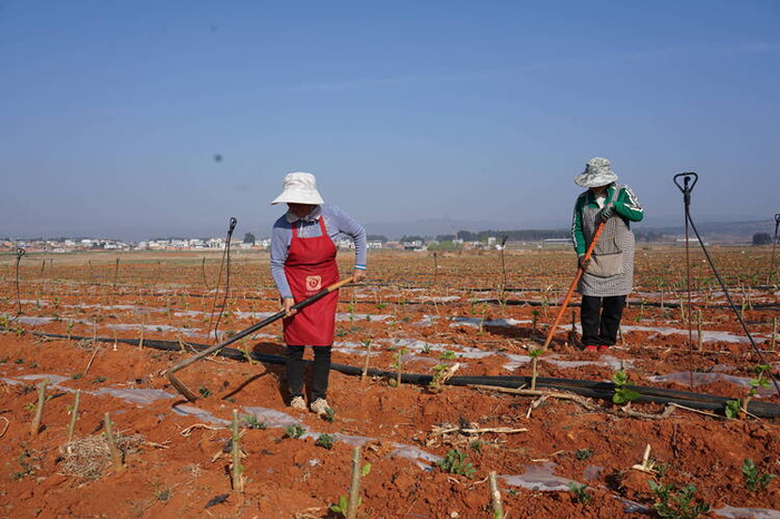 陆良春耕桑田套种忙