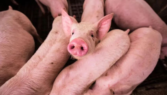 2017年,双胞胎集团正式进军养猪业.