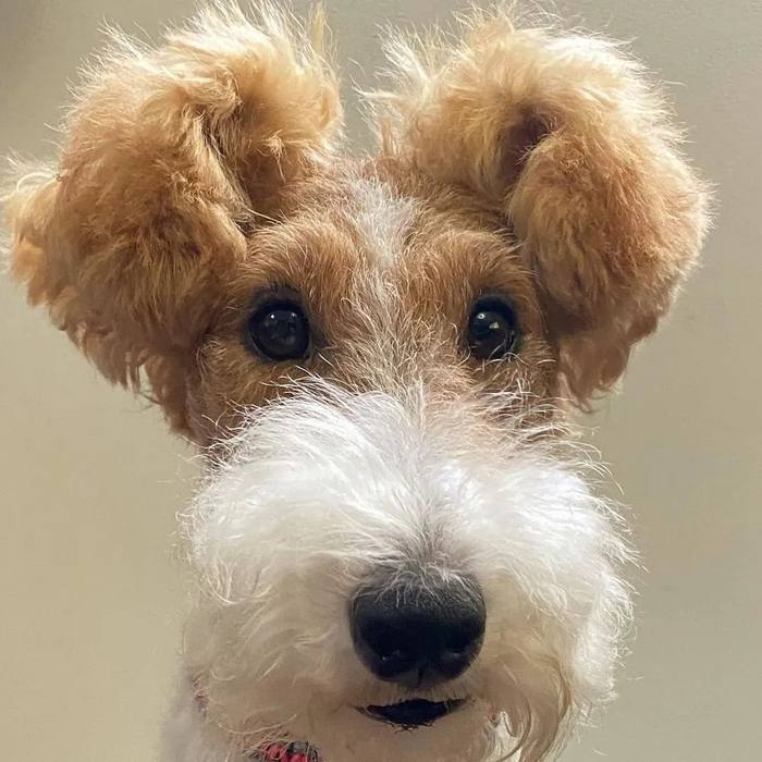 网友养了一只超少见的刚毛猎狐犬,没想到这货长大后……耳朵也太特别