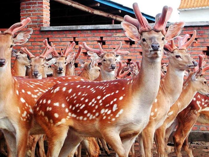 擦亮"吉字号"名片 做好家乡"土特产"文章|遥感|农产品|梅花鹿_新浪新