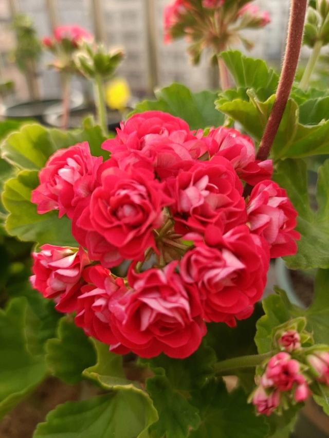 天竺葵|阳台|养护_新浪新闻