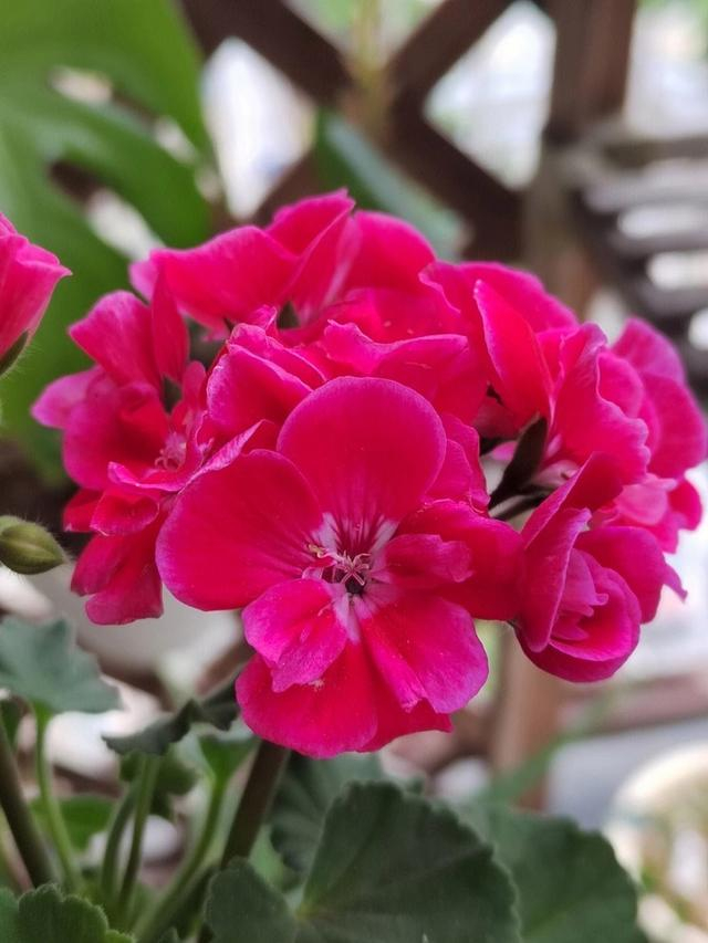 天竺葵|阳台|养护_新浪新闻