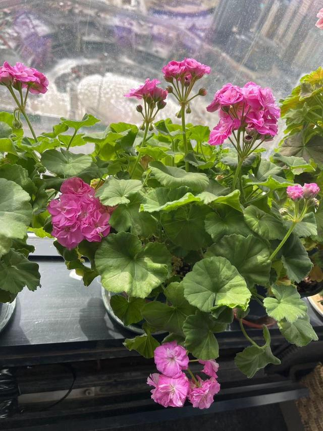 天竺葵的养护,有3诀窍,一直开花,冬天也开花,阳台可美了!