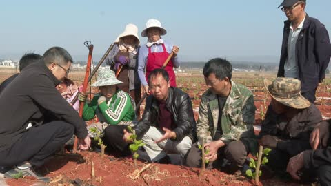 陆良春耕桑田套种忙