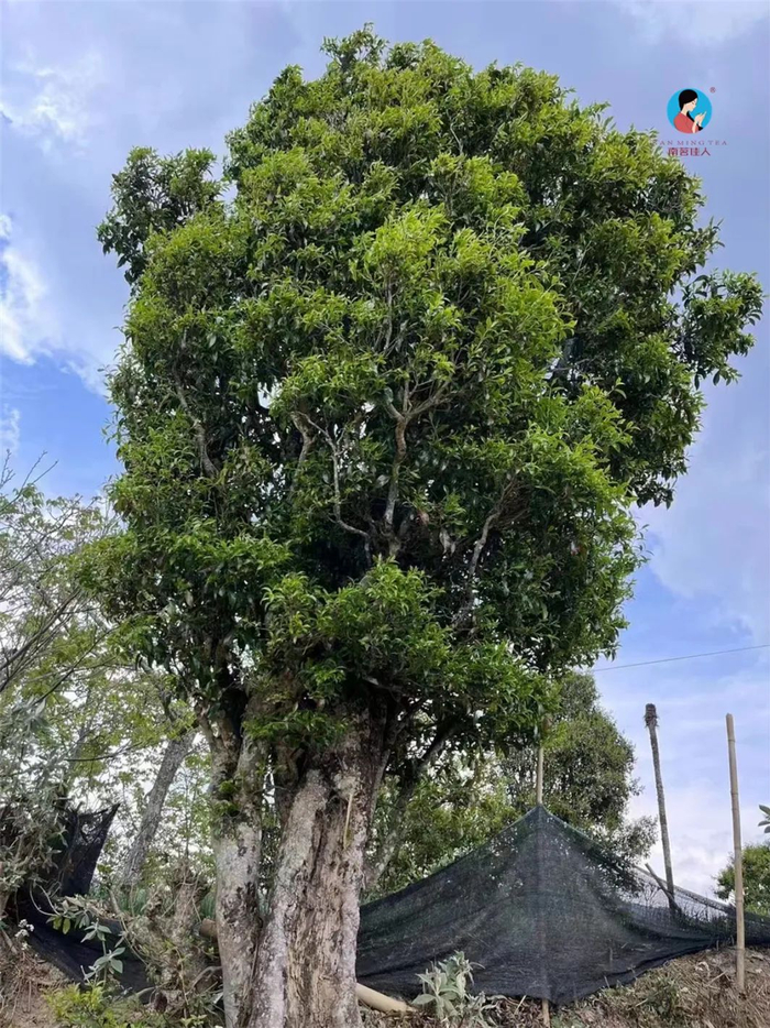 《惊鸿》古树红茶原料鲜叶想入门,推荐传统滇红传统滇红不仅香甜适