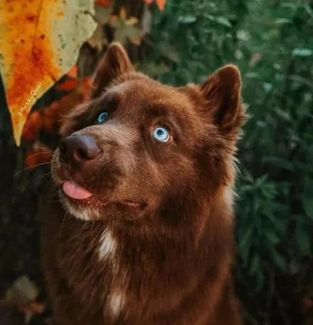 红棕色哈士奇,这简直像极了熊,厉害了!|眼神|狗狗|红棕色_新浪新闻