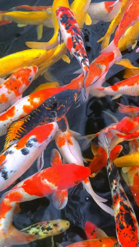 秒赞好运锦鲤鸿运当头好运自然来